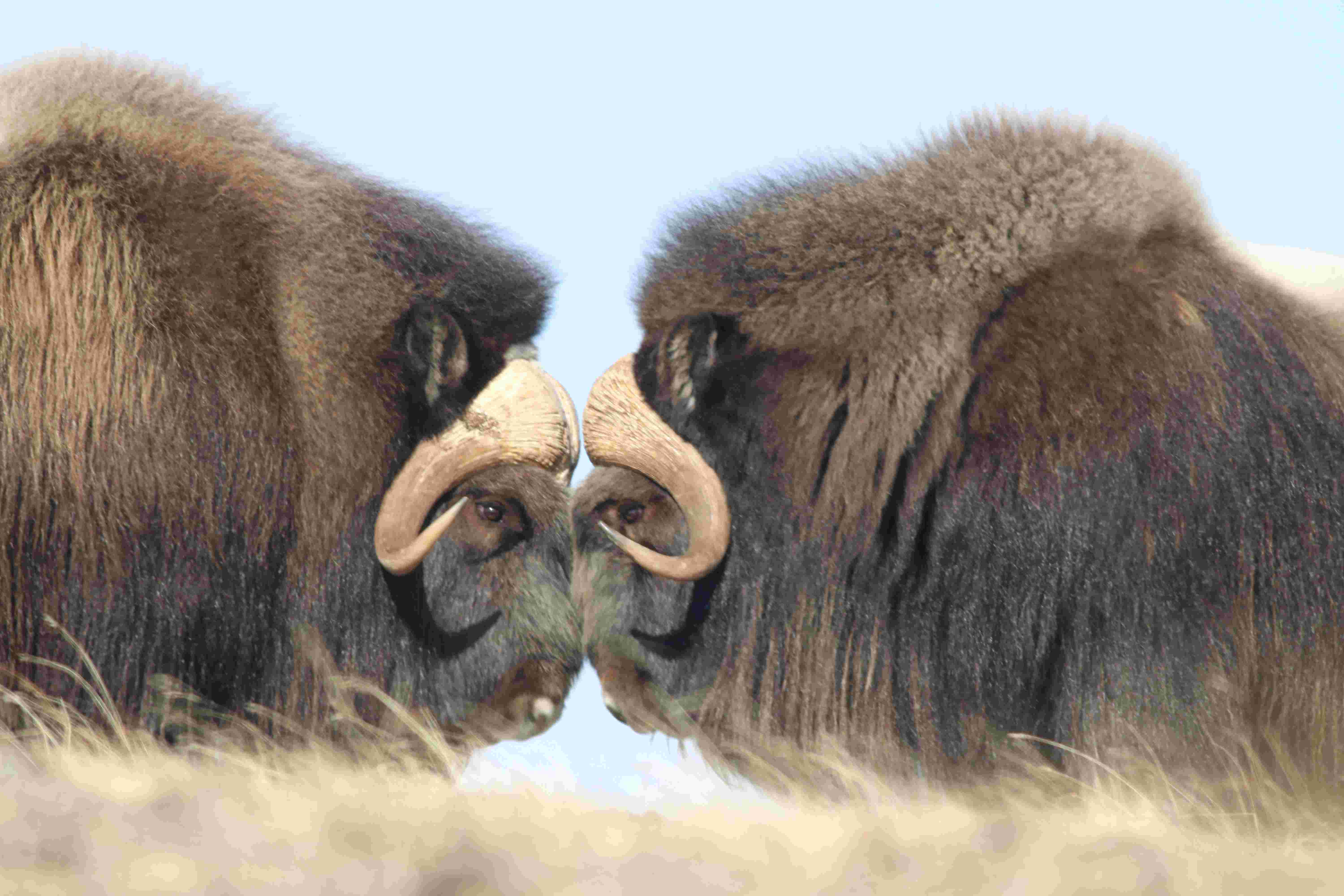 Muskox Hunter Orientation