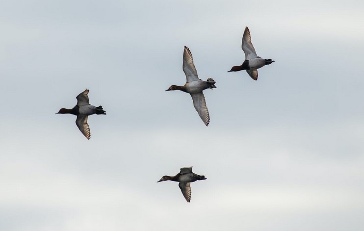 Mendenhall Waterfowl Hunting