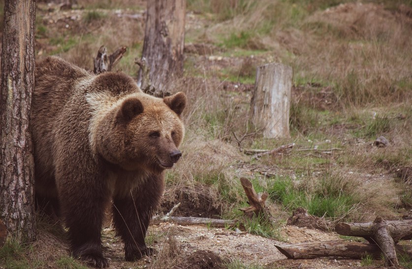Online Bear Baiting