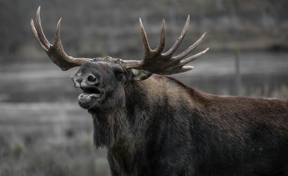 Unit 17(A,B), 19(B), & 21(A,E) Moose Nonresident Hunter Orientation